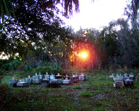 Tuscawilla Preserve ~ Micanopy, Florida