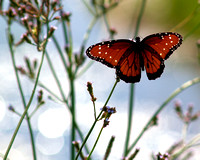 Gainesville, Florida ~ Paynes Prairie Butterflies