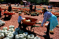 Burt"s Pumpkin Farm in Dawsonville, Georgia