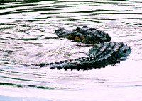 Paynes Prairie Alligators