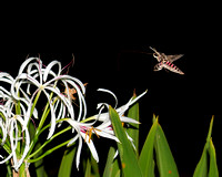 Dunnellon, Florida - Hummingbird Moths, etc...