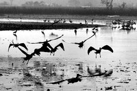 Micanopy, Florida ~ Paynes Prairie Preserve State Park