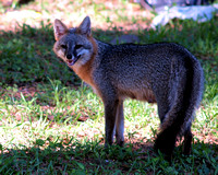 Micanopy, Florida ~ Momma Fox and babies